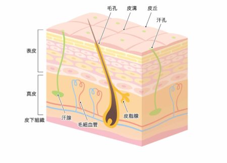 イラスト_汗孔　毛孔　皮膚断面　図解
